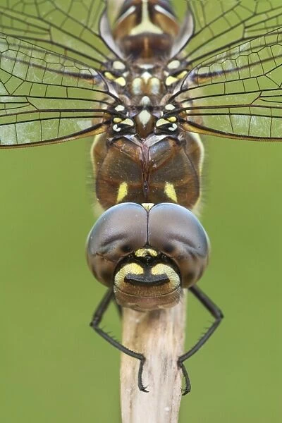 Migrant Hawker (Aeshna mixta) adult male, close-up of head and thorax, resting on poppy stem, Leicestershire, England