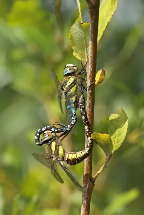 Framed Print : Migrant Hawker (Aeshna mixta) adult pair, mating, Whitlingham, The Broads, Norfolk, England, september Framed Print : Migrant Hawker (Aeshna mixta) adult pair, mating, Whitlingham, The Broads, Norfolk, England, september
