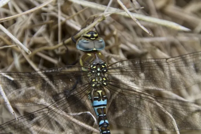 Framed Print : Migrant Hawker male Framed Print : Migrant Hawker male