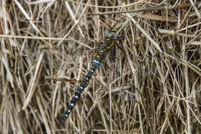 Framed Print : Migrant Hawker male