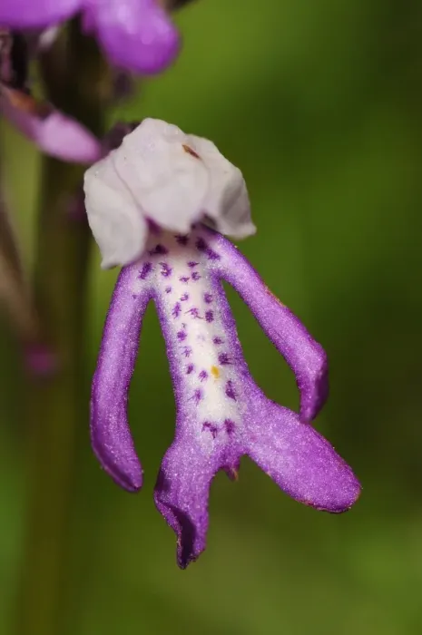 Framed Print : Military Orchid (Orchis militaris) close-up of flower, Buckinghamshire, England, May Framed Print : Military Orchid (Orchis militaris) close-up of flower, Buckinghamshire, England, May