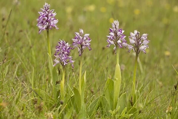 Military Orchid (Orchis militaris) flowering, Vercors, French Alps, France, May
