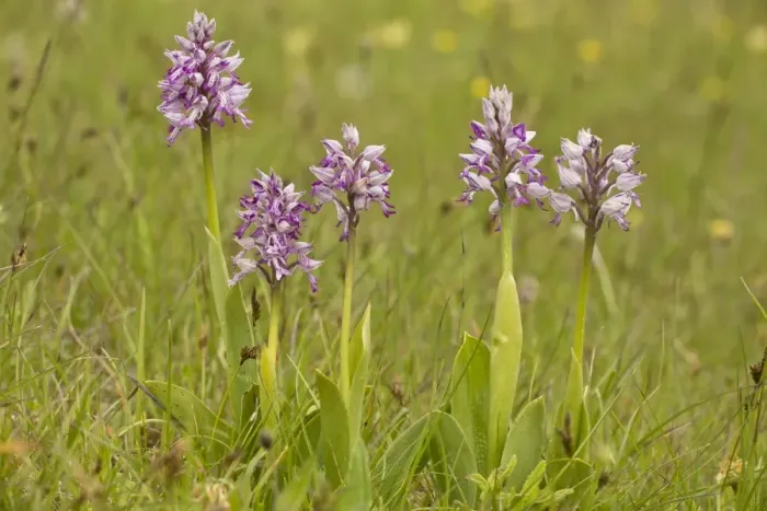 Framed Print : Military Orchid (Orchis militaris) flowering, Vercors, French Alps, France, May Framed Print : Military Orchid (Orchis militaris) flowering, Vercors, French Alps, France, May
