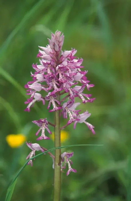 Framed Print : Military Orchid (Orchis militaris) Growing at the Rex Graham Reserve, Suffolk Wildlife Trust Framed Print : Military Orchid (Orchis militaris) Growing at the Rex Graham Reserve, Suffolk Wildlife Trust