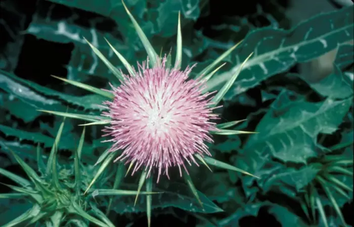 Framed Print : Milk Thistle (Silybum marianum) Close up Framed Print : Milk Thistle (Silybum marianum) Close up