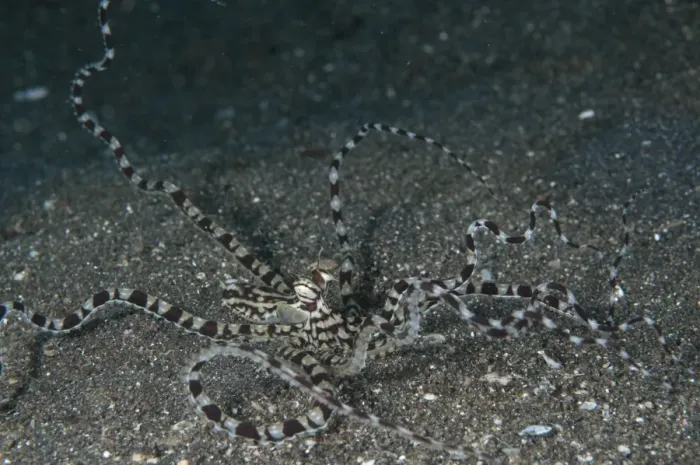 Framed Print : Mimic Octopus (Thaumoctopus mimicus) adult, raising tentacles on sand, Lembeh Straits, Sulawesi, Sunda Islands