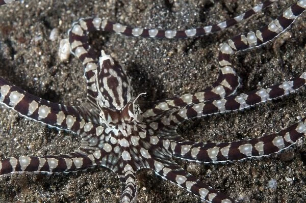 Mimic Octopus (Thaumoctopus mimicus) adult, resting on sand, Lembeh Straits, Sulawesi, Sunda Islands, Indonesia