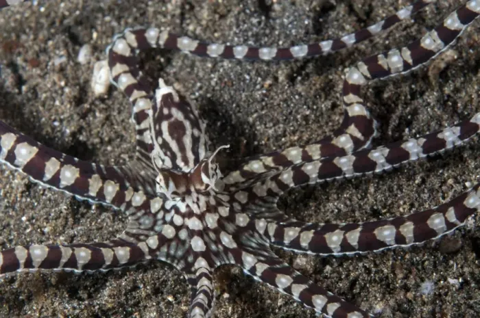 Framed Print : Mimic Octopus (Thaumoctopus mimicus) adult, resting on sand, Lembeh Straits, Sulawesi, Sunda Islands, Indonesia Framed Print : Mimic Octopus (Thaumoctopus mimicus) adult, resting on sand, Lembeh Straits, Sulawesi, Sunda Islands, Indonesia