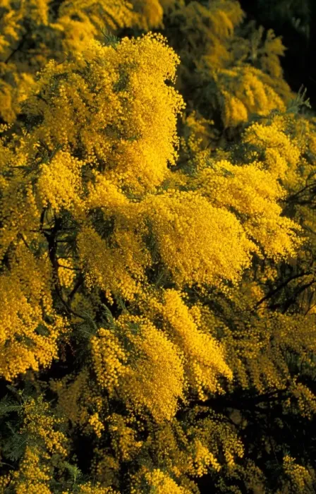 Framed Print : Mimosa (Acacia dealbata) Flowers Framed Print : Mimosa (Acacia dealbata) Flowers