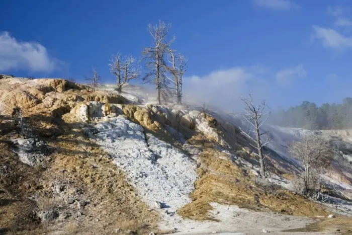 Framed Print : Mineral deposits and dead trees at hotspring, Palette Spring, Mammoth Hot Springs, Yellowstone N. P. Wyoming, U. S. A Framed Print : Mineral deposits and dead trees at hotspring, Palette Spring, Mammoth Hot Springs, Yellowstone N. P. Wyoming, U. S. A