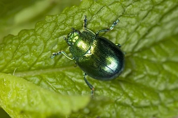 Mint Leaf Beetle, Chrysolina herbacea, on a mint leaf