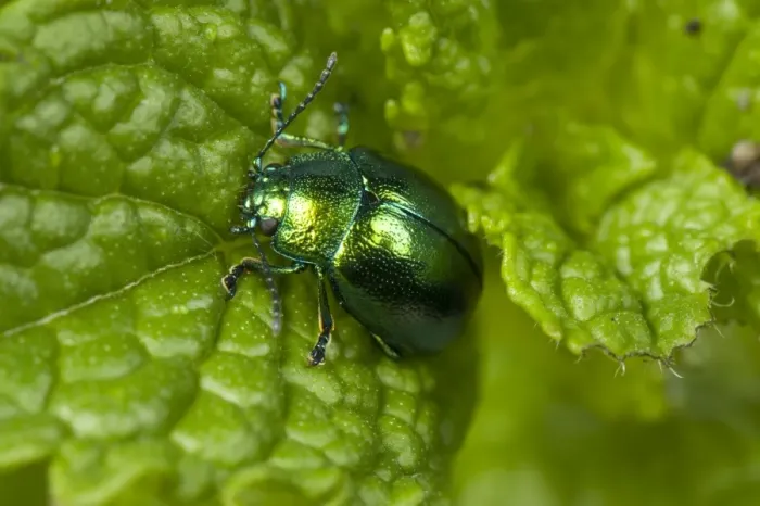 Framed Print : Mint Leaf Beetle, Chrysolina herbacea, on a mint leaf Framed Print : Mint Leaf Beetle, Chrysolina herbacea, on a mint leaf