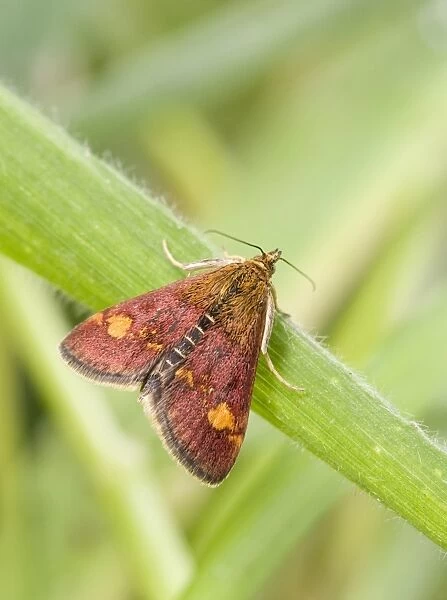 Mint Moth (Pyrausta aurata) adult, resting on grass, England, May