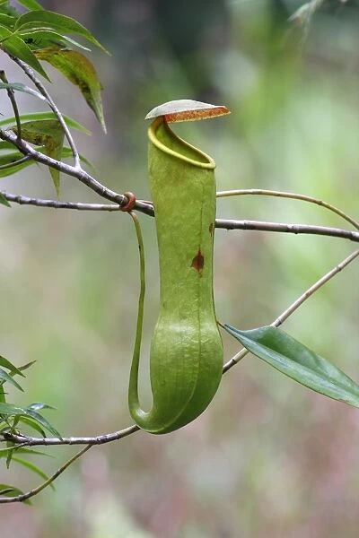 Miraculous Distilling Plant (Nepenthes distillatoria) pitfall trap formed from modified leaves