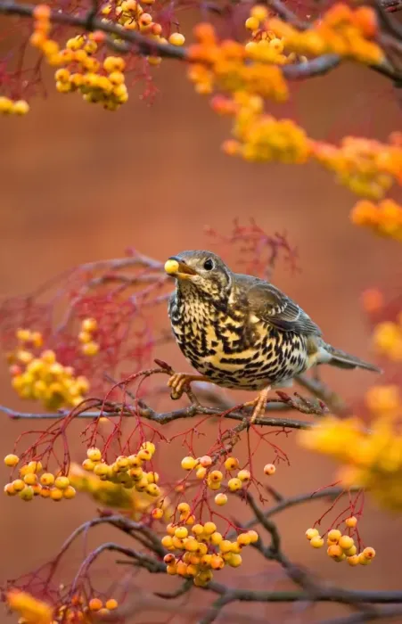 Framed Print : Mistle Thrush (Turdus viscivorus) adult, feeding on Rowan variety berries, Nottinghamshire, England, january Framed Print : Mistle Thrush (Turdus viscivorus) adult, feeding on Rowan variety berries, Nottinghamshire, England, january
