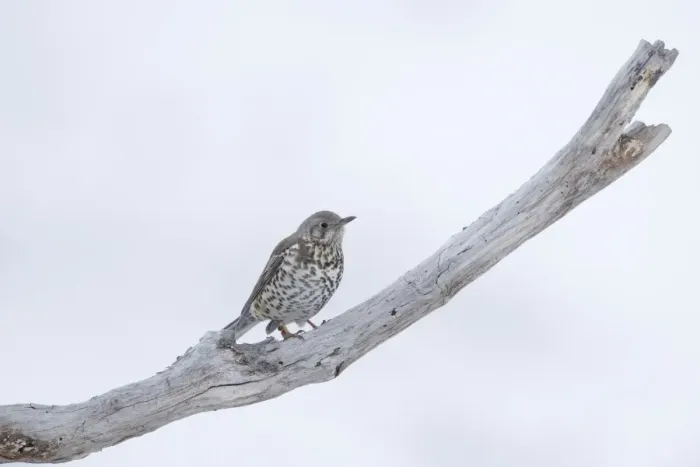 Framed Print : Mistle Thrush (Turdus viscivorus) adult, perched on dead branch in snow, Bulgaria, january Framed Print : Mistle Thrush (Turdus viscivorus) adult, perched on dead branch in snow, Bulgaria, january