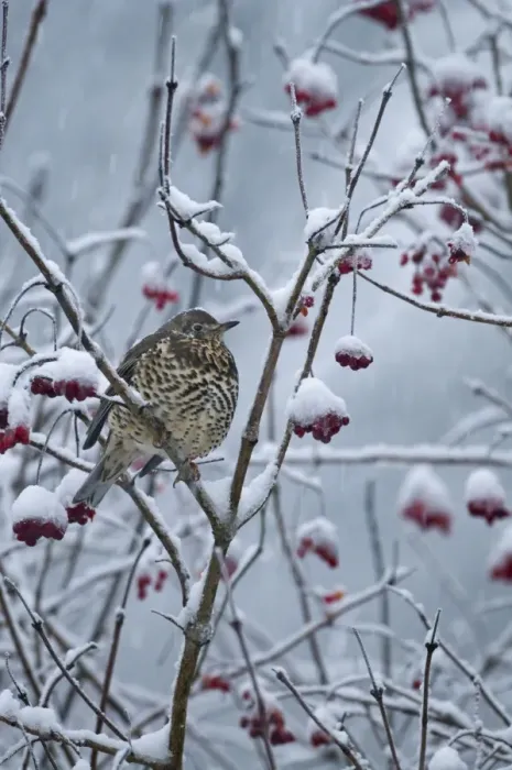 Framed Print : Mistle Thrush (Turdus viscivorus) adult, feeding on snow covered rowan berries during snowfall, Norfolk, England, december Framed Print : Mistle Thrush (Turdus viscivorus) adult, feeding on snow covered rowan berries during snowfall, Norfolk, England, december