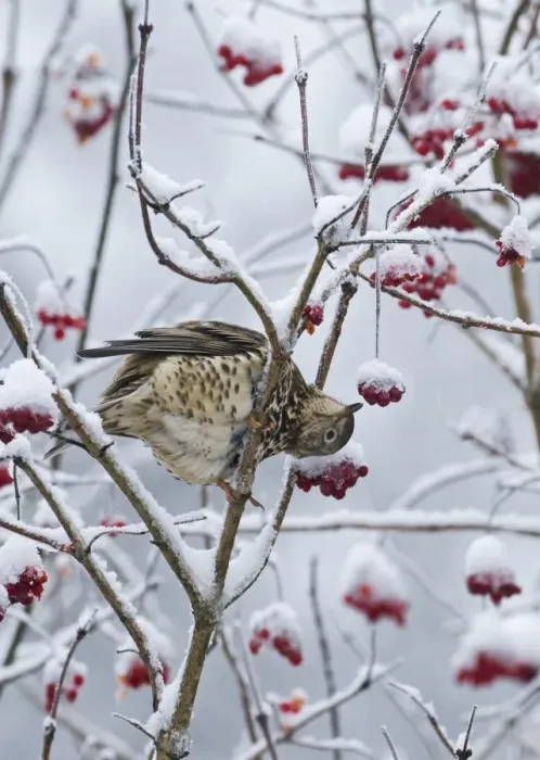 Framed Print : Mistle Thrush (Turdus viscivorus) adult, feeding on snow covered rowan berries, Norfolk, England, december Framed Print : Mistle Thrush (Turdus viscivorus) adult, feeding on snow covered rowan berries, Norfolk, England, december
