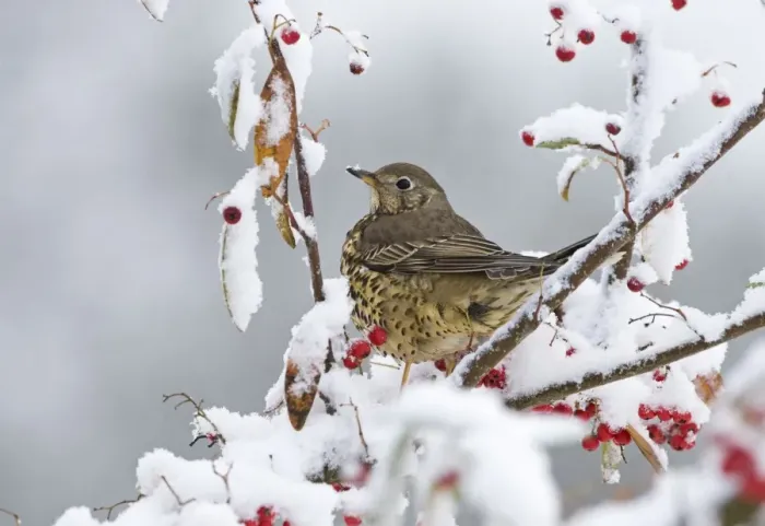 Framed Print : Mistle Thrush (Turdus viscivorus) adult, feeding on snow covered berries in garden, Norfolk, England, december Framed Print : Mistle Thrush (Turdus viscivorus) adult, feeding on snow covered berries in garden, Norfolk, England, december
