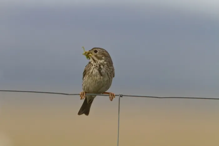 Framed Print : Mistle Thrush (Turdus viscivorus) adult, perched on overhead wire, Suffolk, England, January
