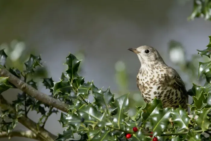 Framed Print : Mistle Thrush (Turdus viscivorus) adult, perched in European Holly (Ilex aquifolium) with berries, New Forest N. P