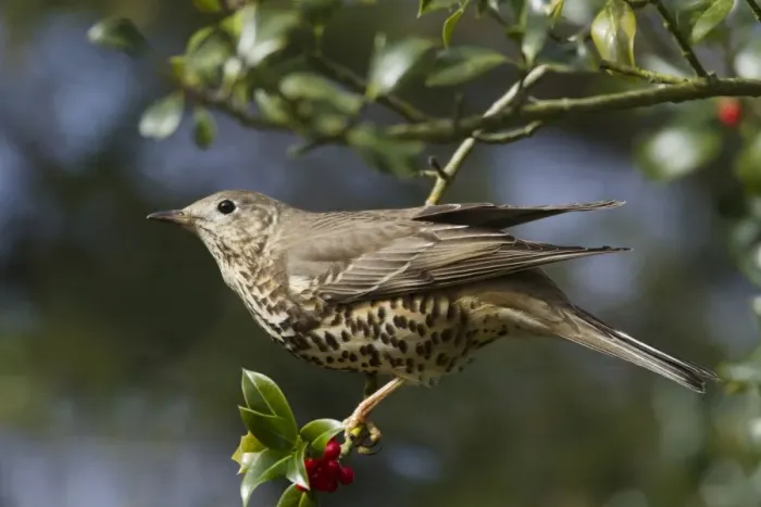 Framed Print : Mistle Thrush (Turdus viscivorus) adult, perched in European Holly (Ilex aquifolium) with berries, New Forest N. P Framed Print : Mistle Thrush (Turdus viscivorus) adult, perched in European Holly (Ilex aquifolium) with berries, New Forest N. P