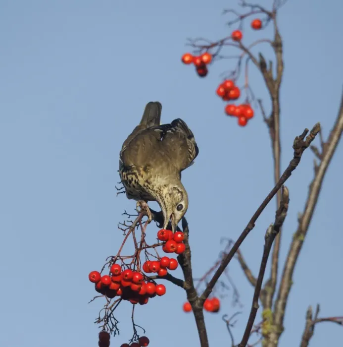 Framed Print : Mistle Thrush (Turdus viscivorus) adult, feeding on Rowan (Sorbus aucuparia) berries, Warwickshire, England, November Framed Print : Mistle Thrush (Turdus viscivorus) adult, feeding on Rowan (Sorbus aucuparia) berries, Warwickshire, England, November