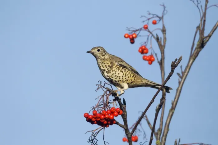Framed Print : Mistle Thrush (Turdus viscivorus) adult, feeding on Rowan (Sorbus aucuparia) berries, Warwickshire, England, November Framed Print : Mistle Thrush (Turdus viscivorus) adult, feeding on Rowan (Sorbus aucuparia) berries, Warwickshire, England, November