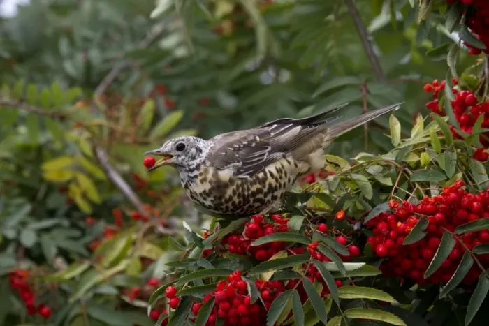 Framed Print : Mistle Thrush (Turdus viscivorus) immature, feeding on Rowan (Sorbus aucuparia) berries, Shropshire, England, october Framed Print : Mistle Thrush (Turdus viscivorus) immature, feeding on Rowan (Sorbus aucuparia) berries, Shropshire, England, october