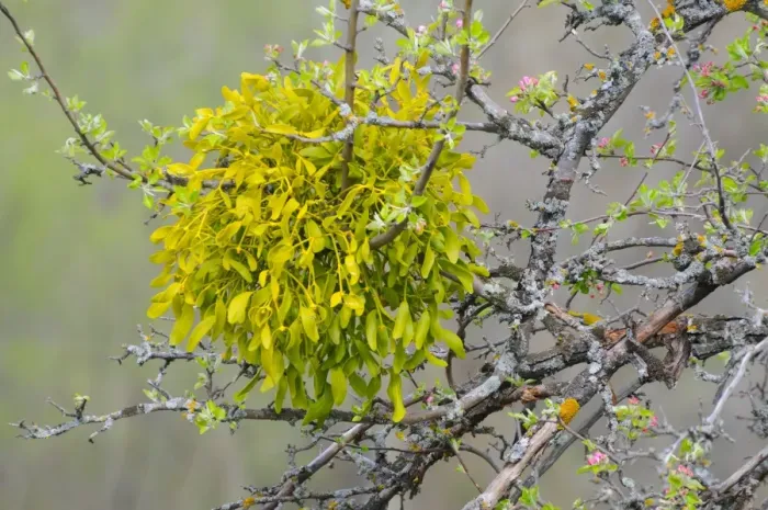 Framed Print : Mistletoe (Viscum album) growing in tree with flowerbuds, Italy, april Framed Print : Mistletoe (Viscum album) growing in tree with flowerbuds, Italy, april