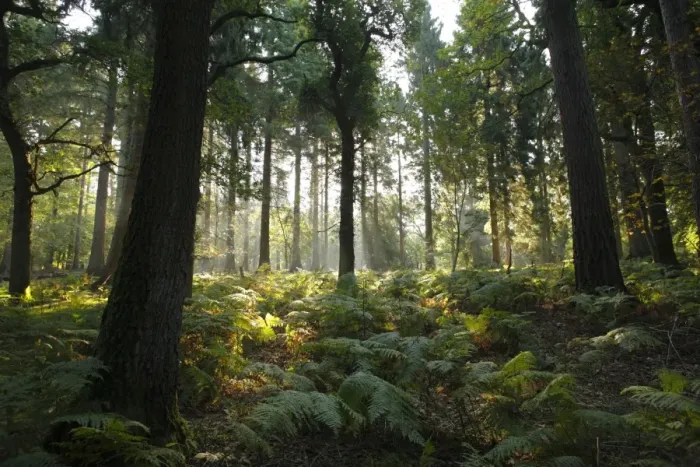 Framed Print : Misty morning sunlight through mixed deciduous and coniferous woodland habitat, Forest of Dean, Gloucestershire Framed Print : Misty morning sunlight through mixed deciduous and coniferous woodland habitat, Forest of Dean, Gloucestershire