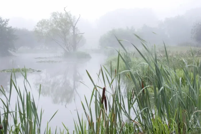 Framed Print : Misty pond on organic farm at dawn, West Yorkshire, England, september Framed Print : Misty pond on organic farm at dawn, West Yorkshire, England, september