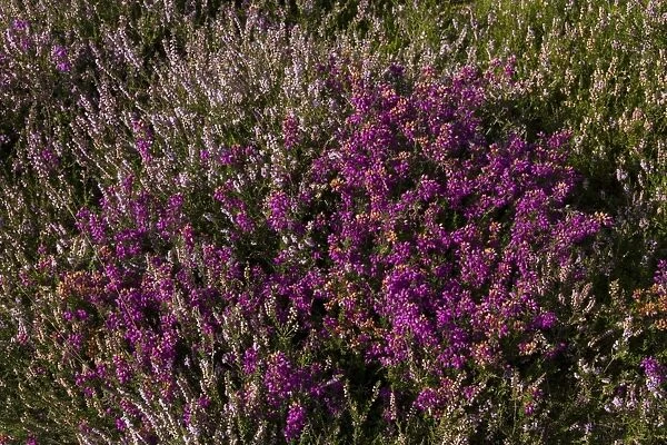 A mix of Heather and Bell Heather