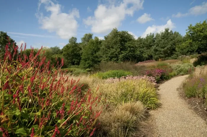 Framed Print : Mixed beds of perennials and grasses beside garden path, Millennium Garden, Pensthorpe, Norfolk, England, september Framed Print : Mixed beds of perennials and grasses beside garden path, Millennium Garden, Pensthorpe, Norfolk, England, september