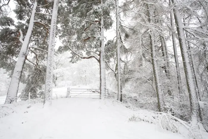 Framed Print : Mixed conifer and oak woodland after snowstorm, Powys, Wales, March Framed Print : Mixed conifer and oak woodland after snowstorm, Powys, Wales, March