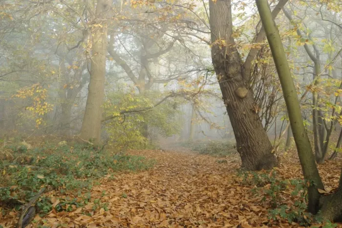 Framed Print : Mixed deciduous woodland in autumn mist, with fallen leaves carpeting footpath, Freston Woods, Suffolk, England