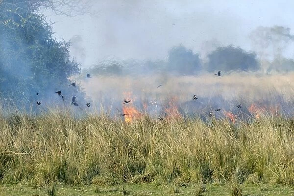 Mixed flock of birds feeding on insects, in flight over burning grassland during controlled burn, Kaziranga N. P
