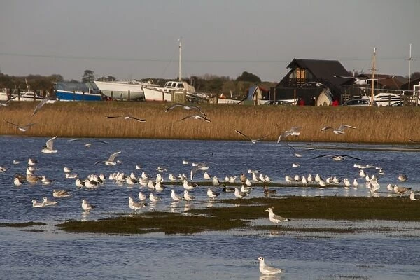 Mixed flock of winter Gulls at Walberswick Suffolk. Black Headed, Herring, Common Gulls Plus 2 Mallard Ducks