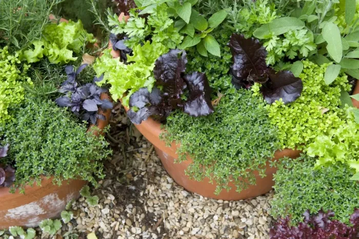 Framed Print : Mixed herbs and salad growing in flowerpots, Norfolk, England may Framed Print : Mixed herbs and salad growing in flowerpots, Norfolk, England may