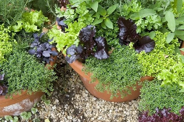 Mixed herbs and salad growing in flowerpots, Norfolk, England may