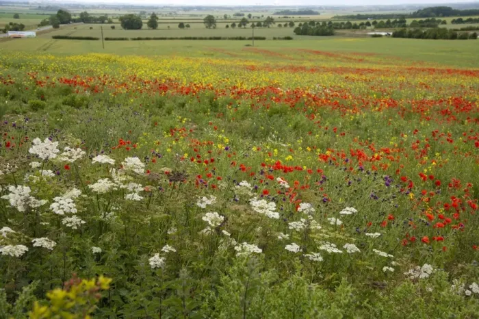 Framed Print : Mixed wildflowers, including Corn Poppy (Papaver rhoeas), growing at edge of Oilseed Rape (Brassica napus) field Framed Print : Mixed wildflowers, including Corn Poppy (Papaver rhoeas), growing at edge of Oilseed Rape (Brassica napus) field