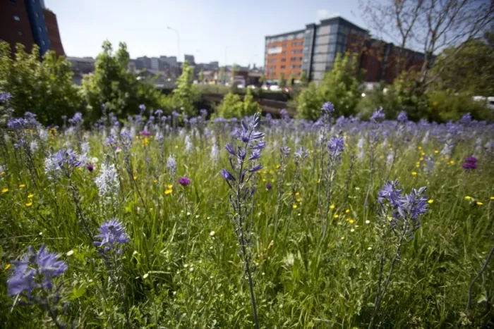 Framed Print : Mixed wildflowers planted in city centre, Sheffield, South Yorkshire, England, april Framed Print : Mixed wildflowers planted in city centre, Sheffield, South Yorkshire, England, april