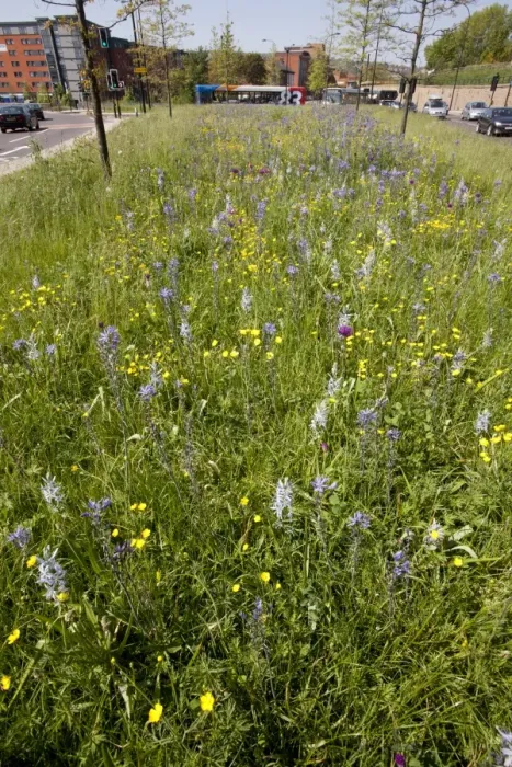 Framed Print : Mixed wildflowers planted in city centre, Sheffield, South Yorkshire, England, april Framed Print : Mixed wildflowers planted in city centre, Sheffield, South Yorkshire, England, april