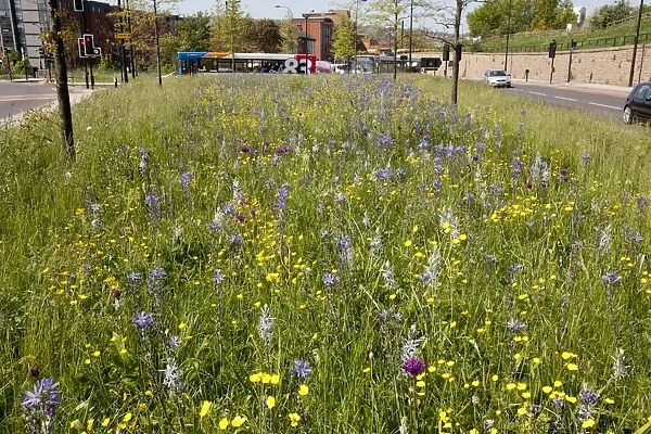 Mixed wildflowers planted in city centre, Sheffield, South Yorkshire, England, april