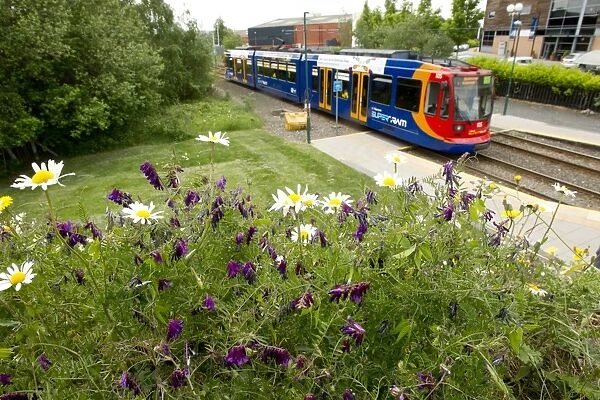 Mixed wildflowers planted in city beside supertram track with supertram, Sheffield, South Yorkshire, England, may