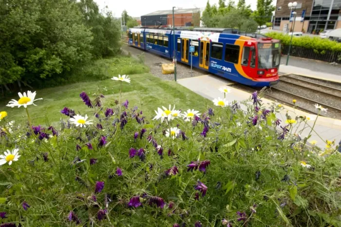 Framed Print : Mixed wildflowers planted in city beside supertram track with supertram, Sheffield, South Yorkshire, England, may