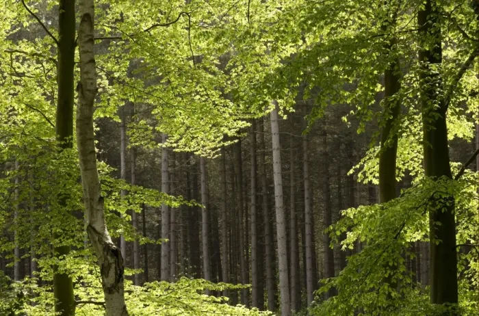 Framed Print : Mixed woodland habitat, Marsham Woods, Norfolk, England, may Framed Print : Mixed woodland habitat, Marsham Woods, Norfolk, England, may