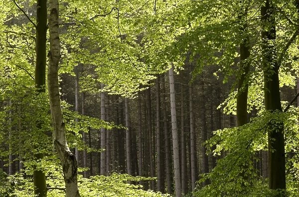 Mixed woodland habitat, Marsham Woods, Norfolk, England, may