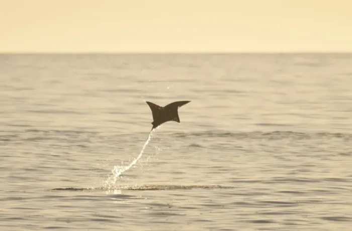 Framed Print : Mobula Ray (Mobula sp. ) adult, leaping from water at dusk, Sea of Cortes, Los Barriles, Baja California Sur, Mexico, march Framed Print : Mobula Ray (Mobula sp. ) adult, leaping from water at dusk, Sea of Cortes, Los Barriles, Baja California Sur, Mexico, march