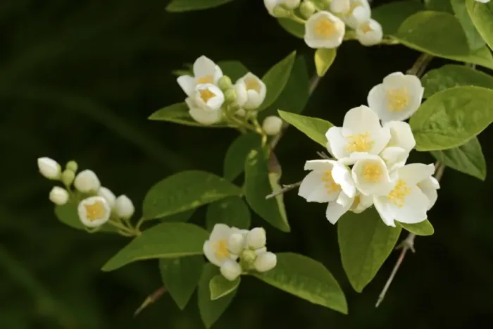 Framed Print : Mock-orange (Philadelphus sp. ) close-up of flowers and leaves, in garden, Oxfordshire, England, July Framed Print : Mock-orange (Philadelphus sp. ) close-up of flowers and leaves, in garden, Oxfordshire, England, July
